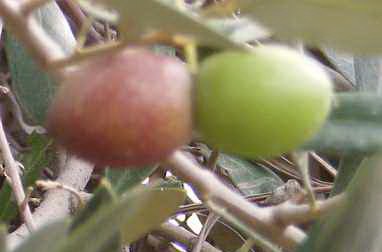 green and purple olives
