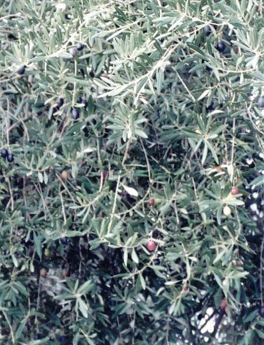 fresh olives on the tree