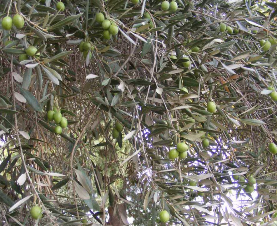 raw olives on tree